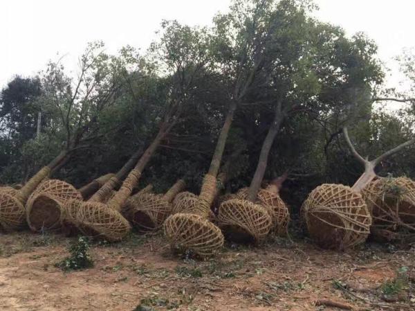 香樟樹圖片香樟樹基地實(shí)拍