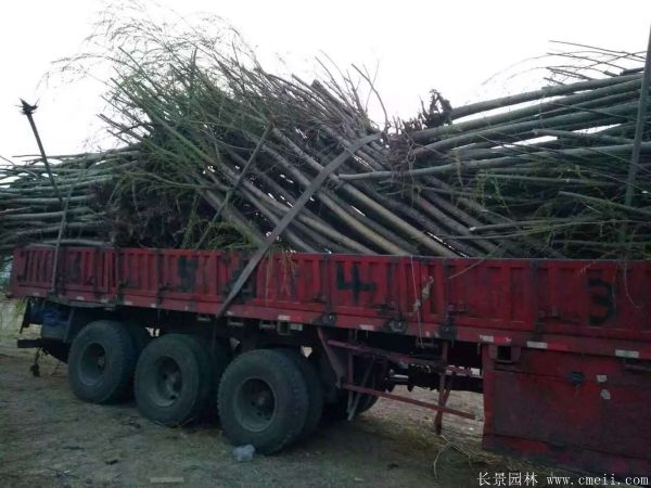 垂柳圖片垂柳基地實拍 垂柳圖片垂柳基地實拍