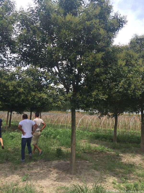 大葉女貞圖片大葉女貞基地實拍 大葉女貞圖片大葉女貞基地實拍