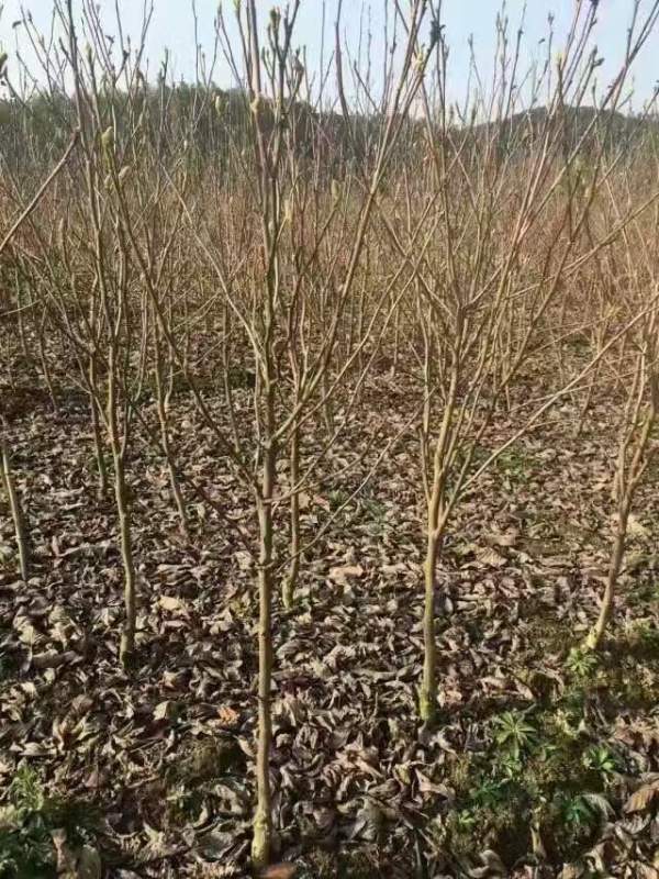 白玉蘭圖片白玉蘭基地實拍 白玉蘭圖片白玉蘭基地實拍