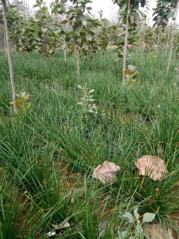 白玉蘭圖片白玉蘭基地實拍 白玉蘭圖片白玉蘭基地實拍