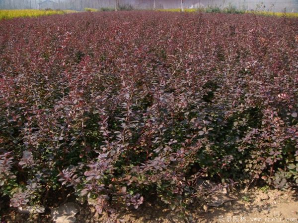 紅葉小檗圖片基地實拍 紅葉小檗圖片基地實拍