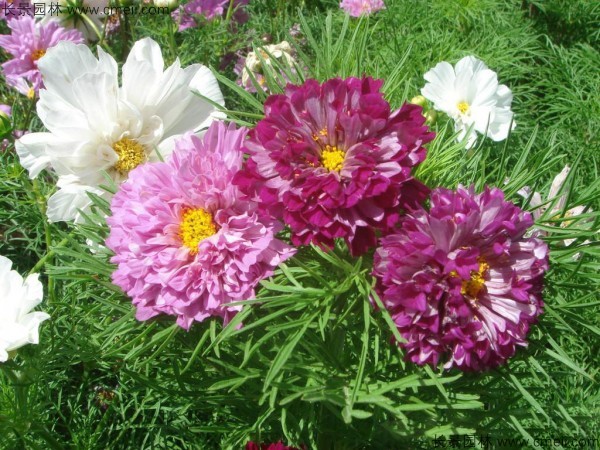 波斯菊種子發(fā)芽出苗開花圖片 波斯菊種子發(fā)芽出苗開花圖片