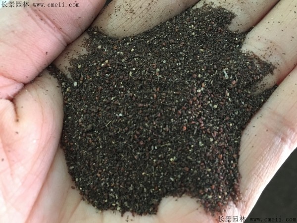 白花蛇草種子圖片 白花蛇草種子圖片