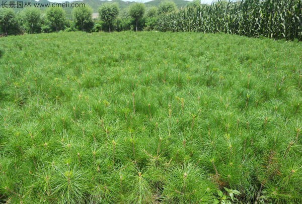 華山松種子發芽出苗圖片