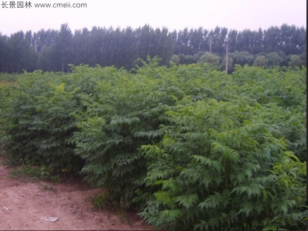 苦楝種子發芽出苗圖片