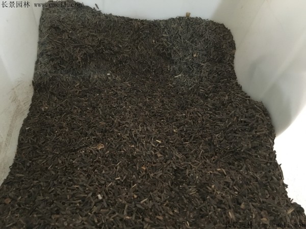 小麗花種子圖片