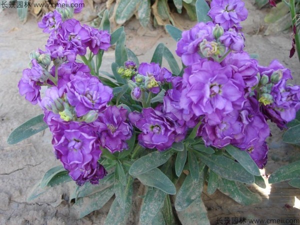 紫羅蘭種子發芽出苗開花圖片 紫羅蘭種子發芽出苗開花圖片