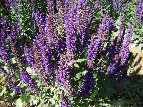 美國(guó)薄荷種子發(fā)芽出苗開(kāi)花圖片