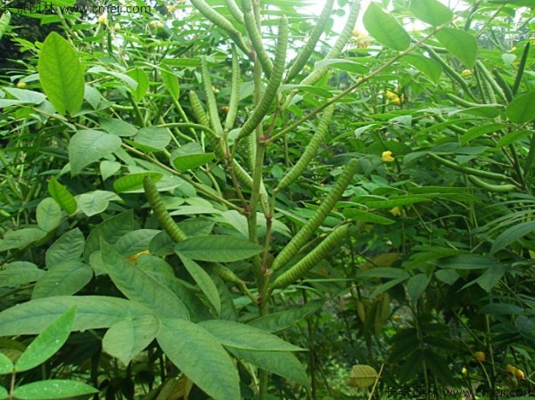 望江南種子發芽出苗圖片