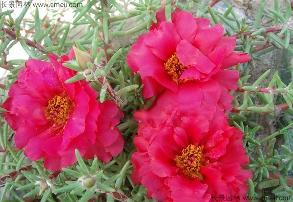 松葉牡丹種子發芽出苗開花圖片 松葉牡丹種子發芽出苗開花圖片