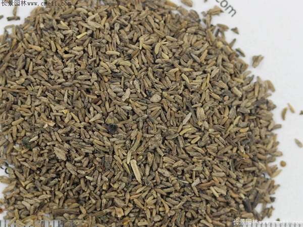 白晶菊種子 白晶菊種子