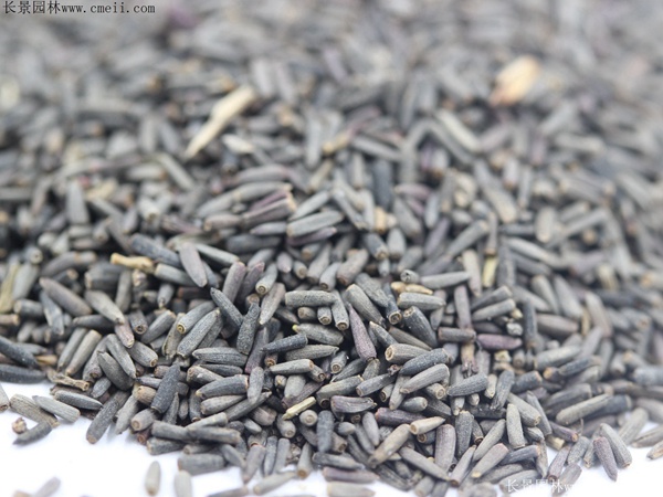 草原松果菊種子 草原松果菊種子