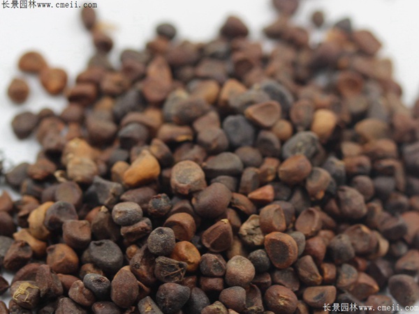 馬蓮種子 馬蓮種子