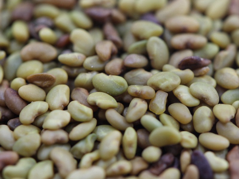 進(jìn)口苜蓿種子 進(jìn)口苜蓿種子