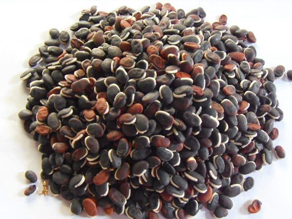 拉巴豆種子 拉巴豆種子