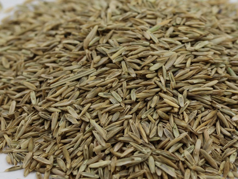 護坡高羊茅種子 護坡高羊茅種子