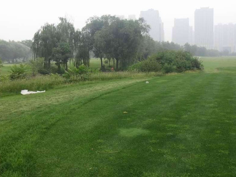 護坡高羊茅 護坡高羊茅