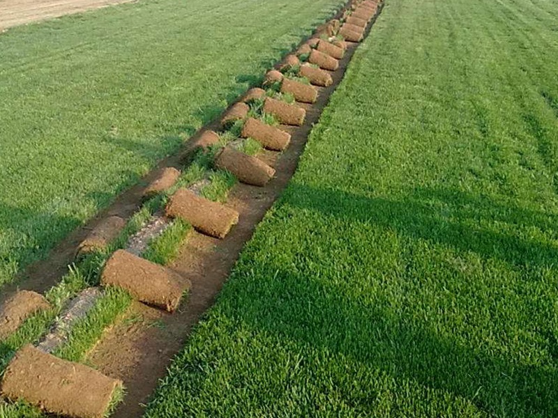 護坡高羊茅 護坡高羊茅