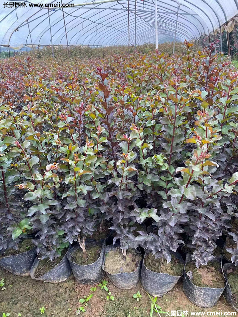 長景園林矮紫薇 長景園林矮紫薇