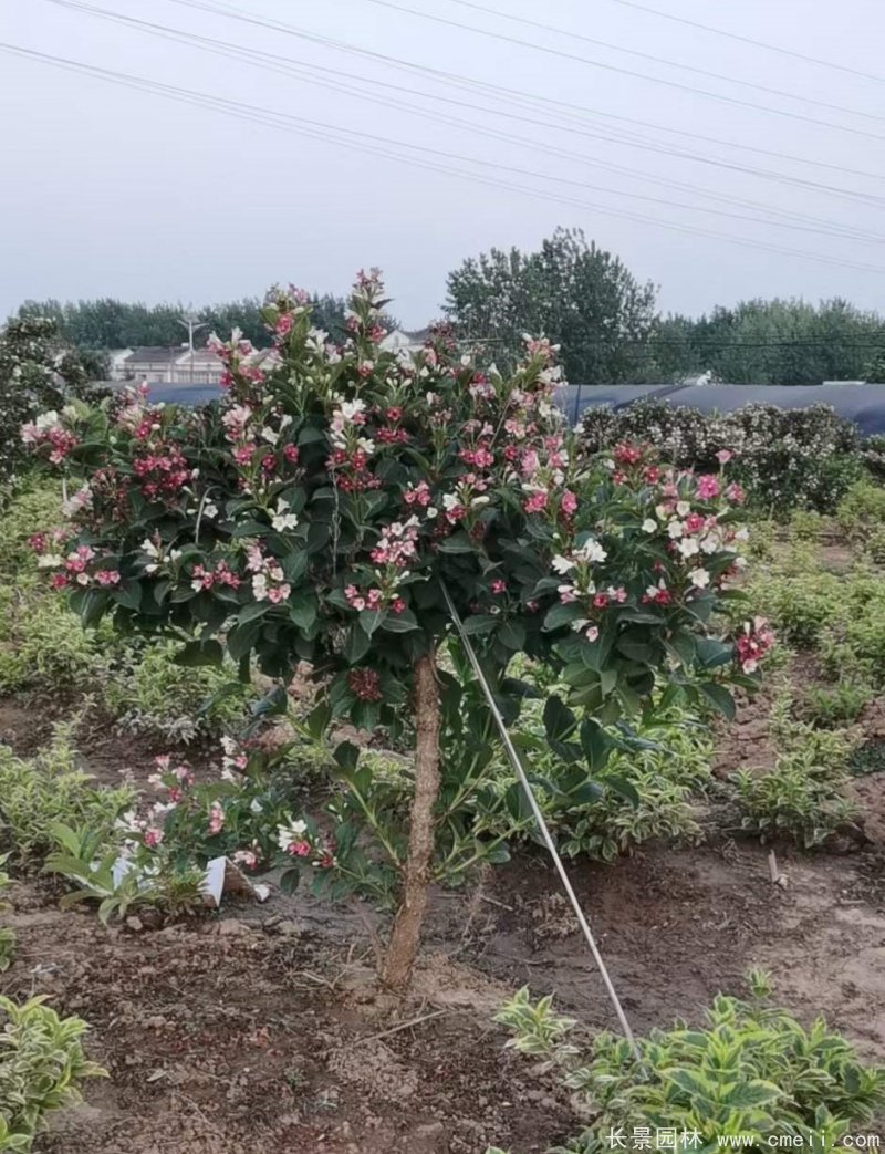 五彩錦帶 五彩錦帶