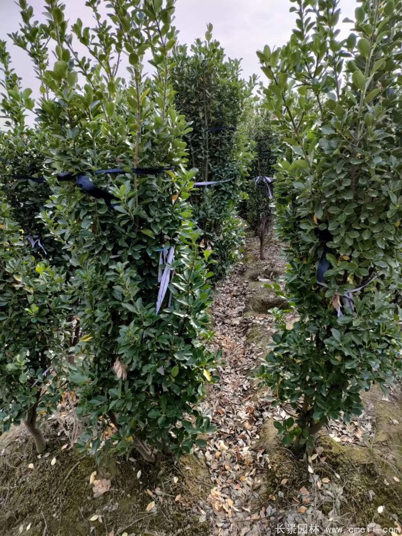 大葉黃楊柱 大葉黃楊柱