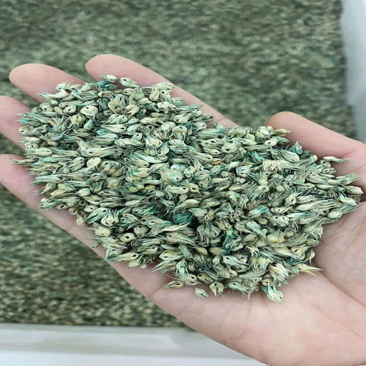 野牛草種子 野牛草種子