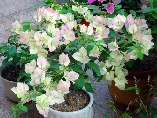 三角梅最勤花品種推薦