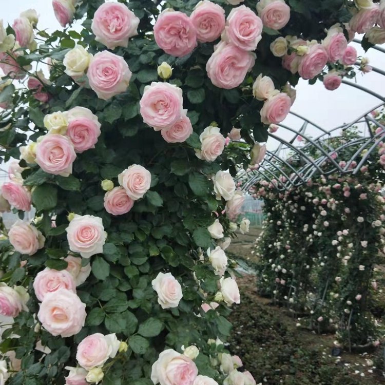 月季拱門 來自長(zhǎng)景園林 月季拱門 來自長(zhǎng)景園林