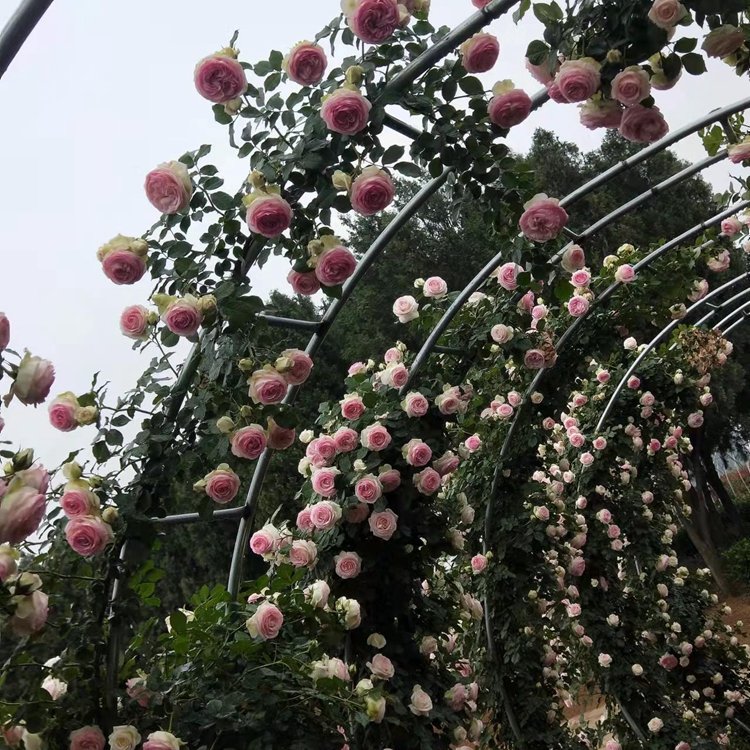 月季拱門 來自長(zhǎng)景園林 月季拱門 來自長(zhǎng)景園林