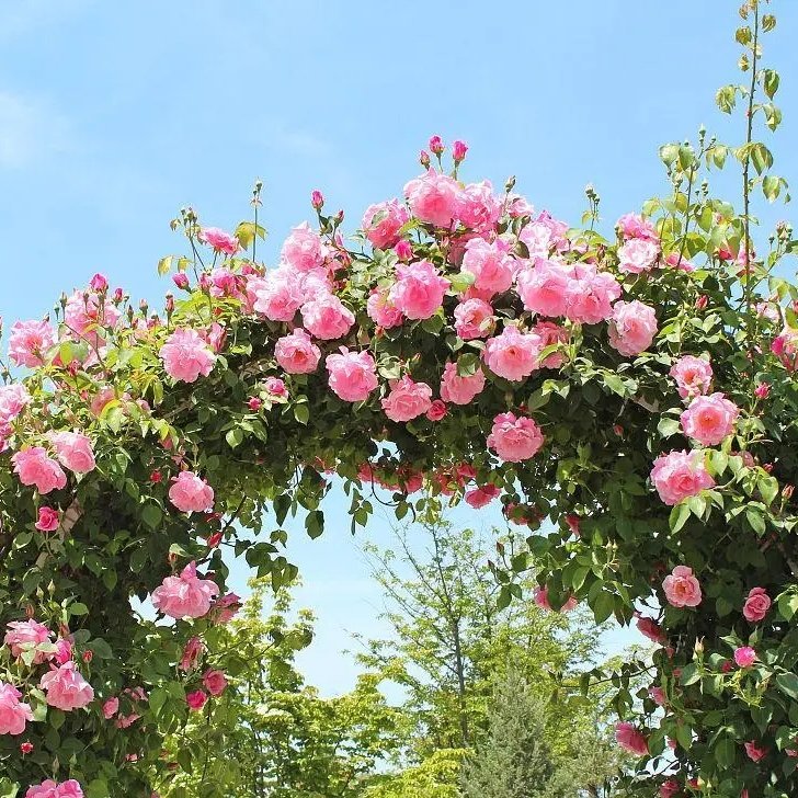 月季拱門 來自長(zhǎng)景園林 月季拱門 來自長(zhǎng)景園林