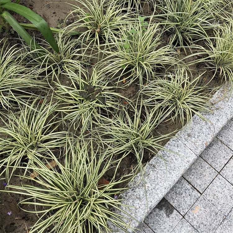 金葉苔草 來(lái)自長(zhǎng)景園林 金葉苔草 來(lái)自長(zhǎng)景園林